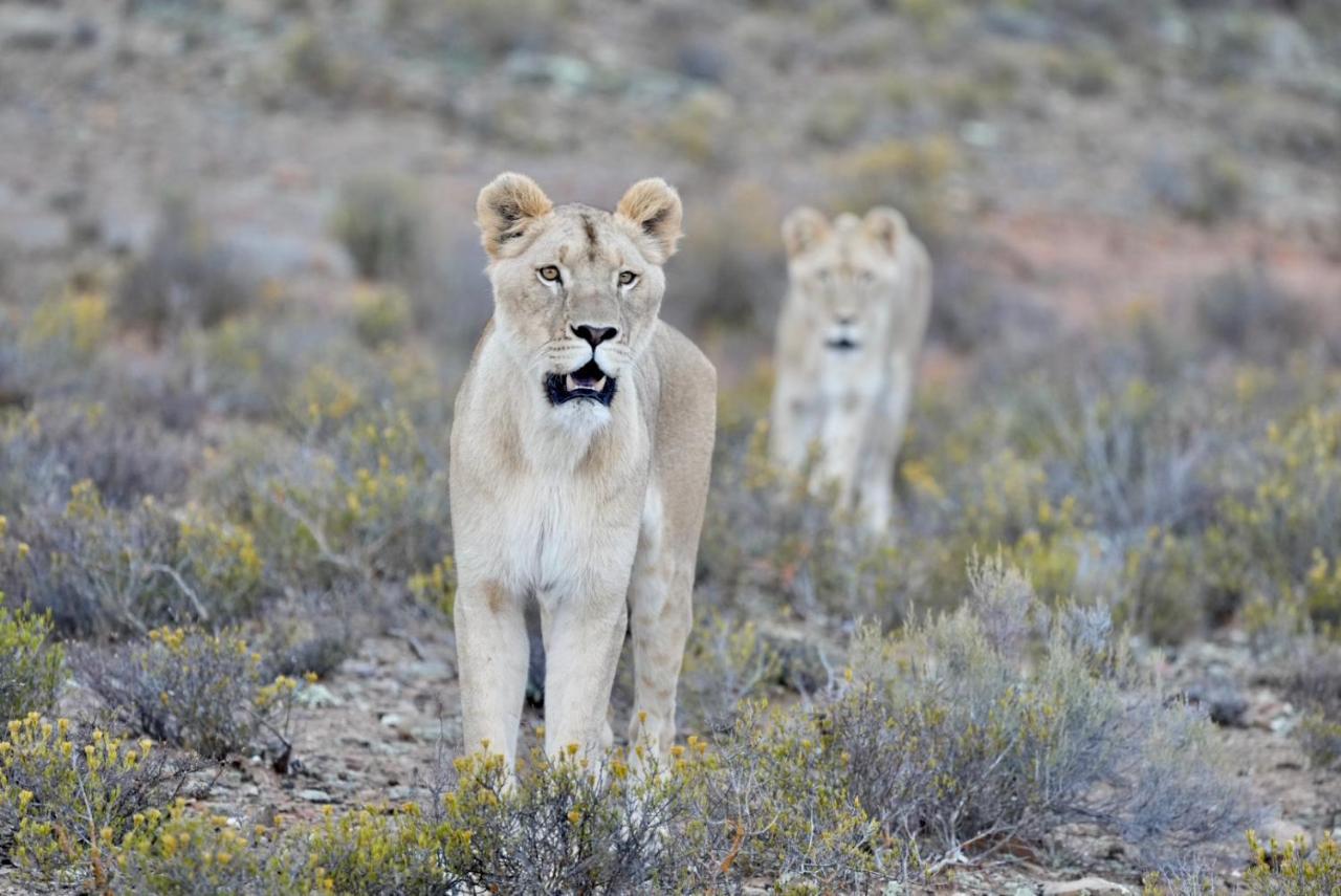 Mont Eco Game Reserve Montagu Exteriér fotografie